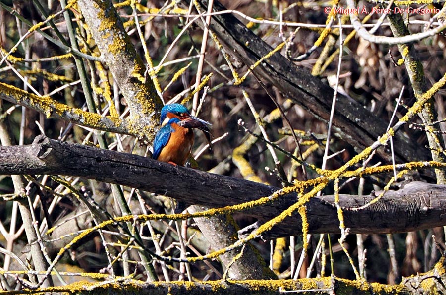 Alcedo atthis